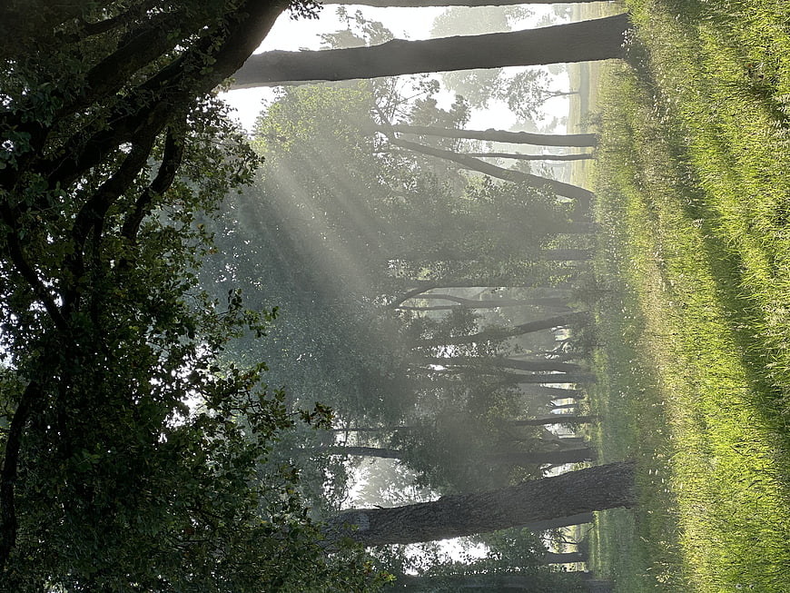 Sunbeams shining through misty forest trees in morning light