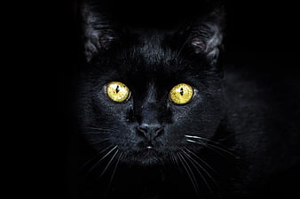 Close-up portrait of a black cat with glowing golden eyes in the dark