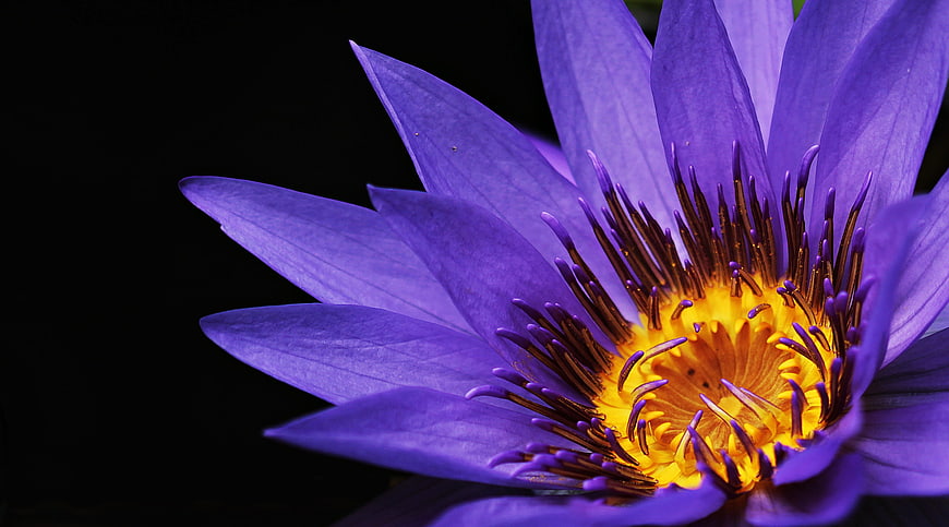 Close-up of Purple Water Lily with Yellow Center on Black