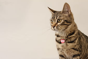Tabby Cat with Red Tag Looking Left on White Background