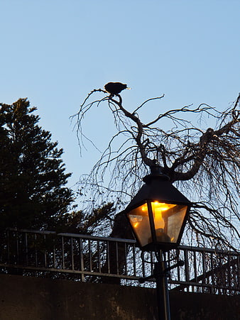 Silhouette of bird on bare tree branch above glowing street lamp