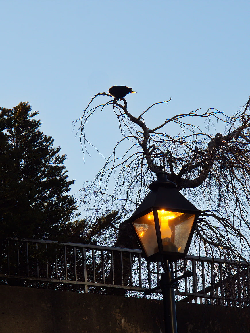 Silhouette of bird on bare tree branch above glowing street lamp