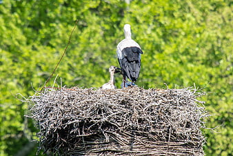 White stork and chick in nest with green background