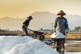 Vietnamese Salt Farmers Harvesting Sea Salt at Sunrise