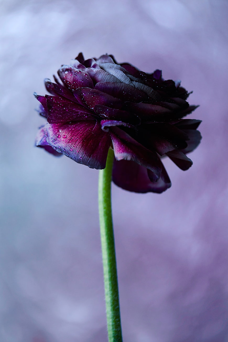 Dark Purple Ranunculus Flower with Water Droplets