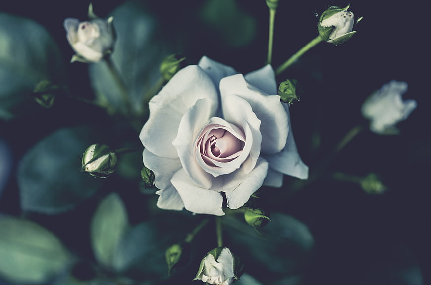 Close-up of a white rose with soft focus background