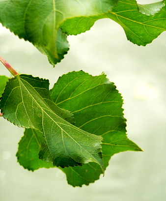 Close-up of vibrant green leaves with detailed veins