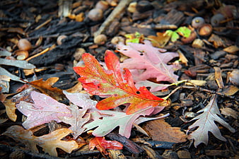 Vibrant red oak leaf on forest floor with acorns