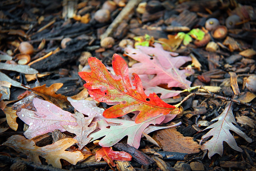 Vibrant red oak leaf on forest floor with acorns