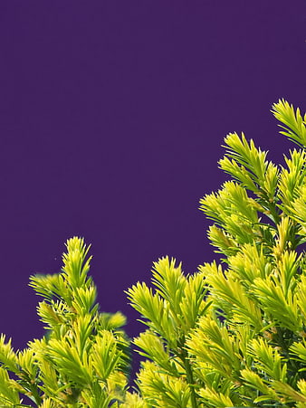 Green Pine Branches Against Purple Background