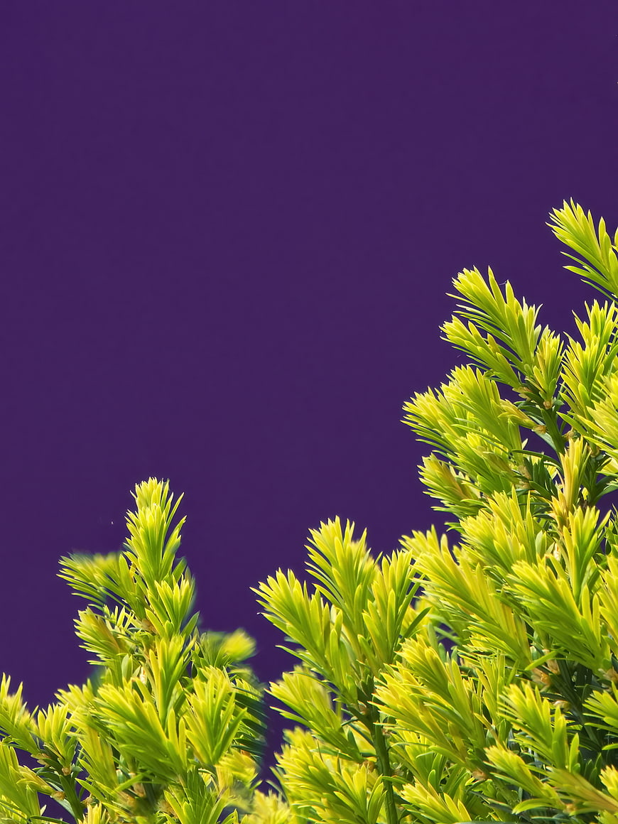 Green Pine Branches Against Purple Background
