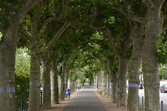 Shaded urban tree-lined avenue with blue striped bands