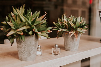 Potted succulents and salt shakers on a wooden table