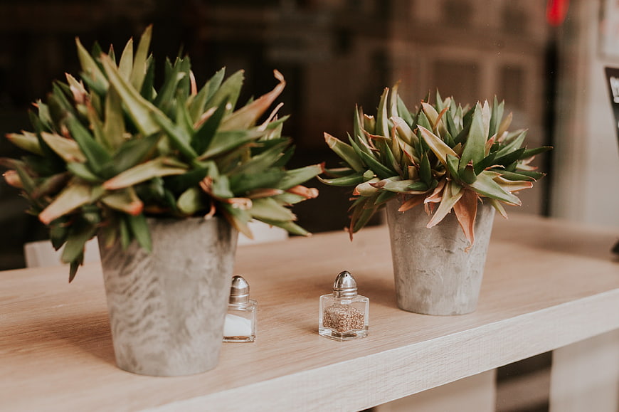 Potted succulents and salt shakers on a wooden table