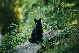 Black Cat Sitting on Wooden Log in Green Nature