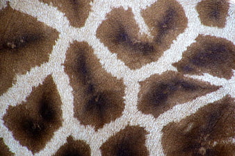 Close-up of Giraffe Skin Pattern and Texture
