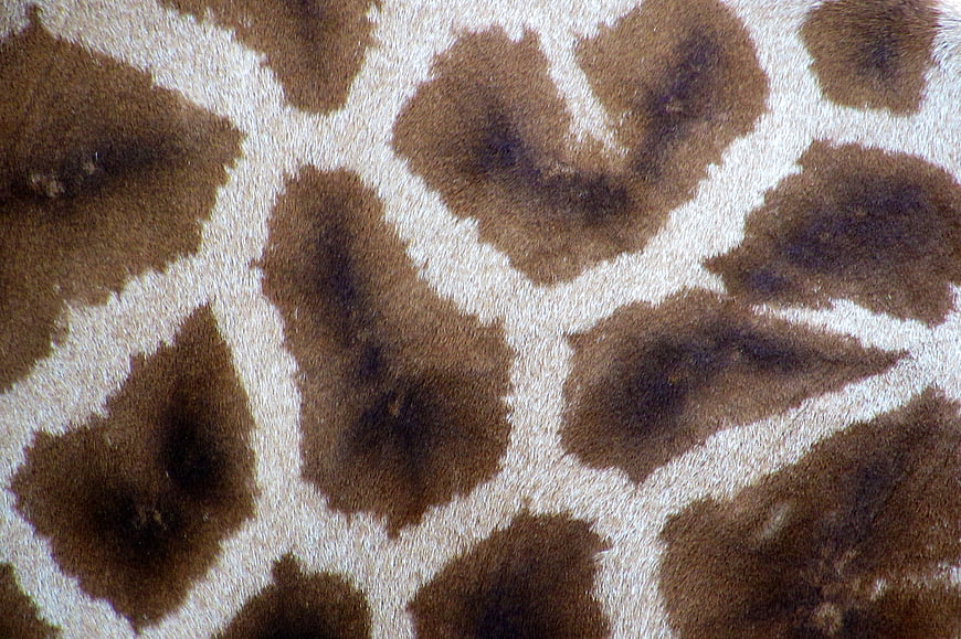 Close-up of Giraffe Skin Pattern and Texture