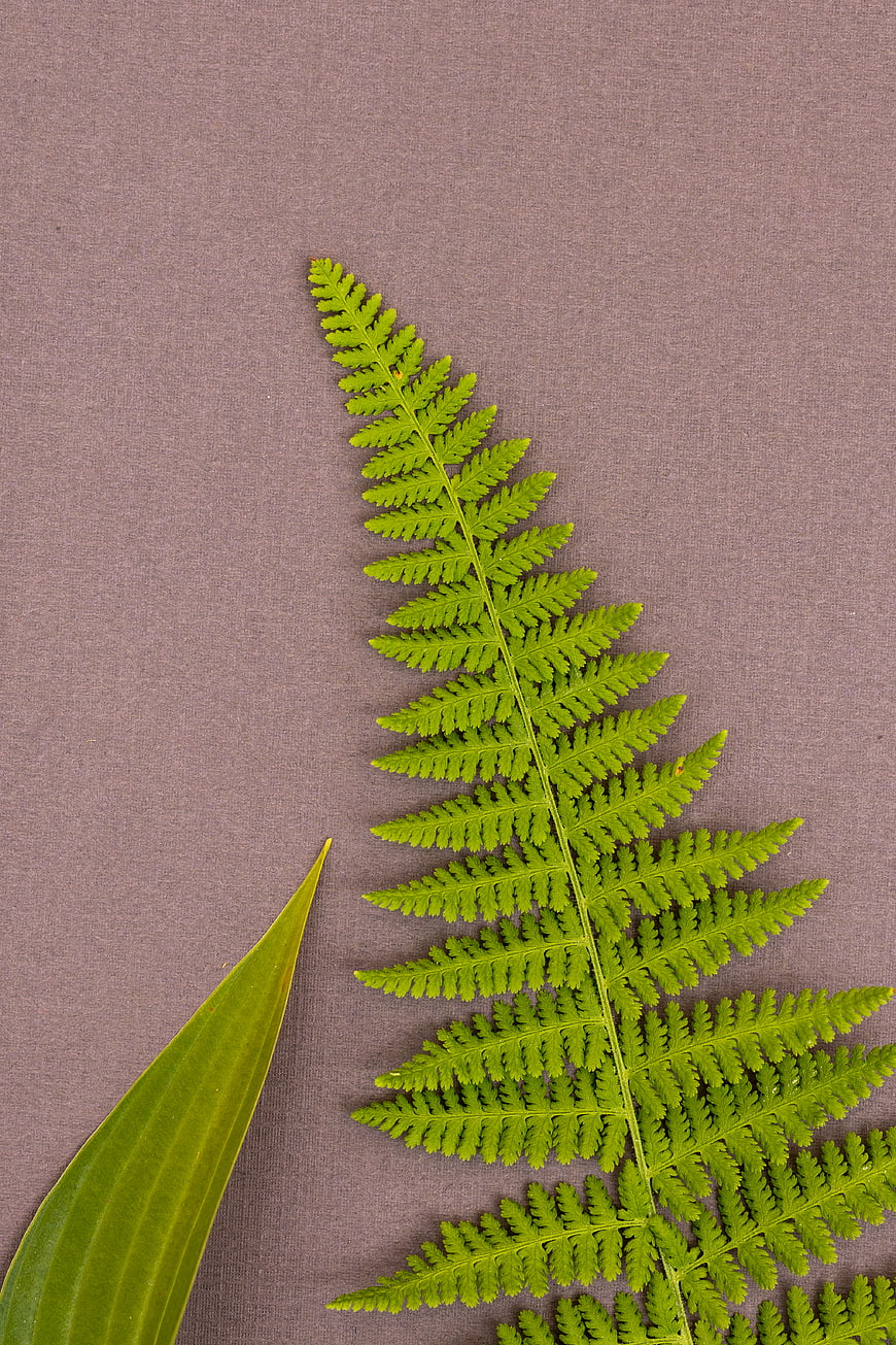 Green fern frond and leaf on textured mauve background