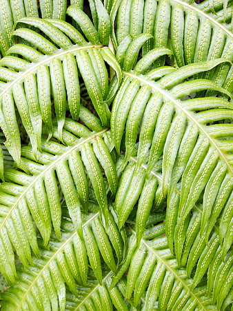 Close-up of vibrant green fern fronds with spore patterns