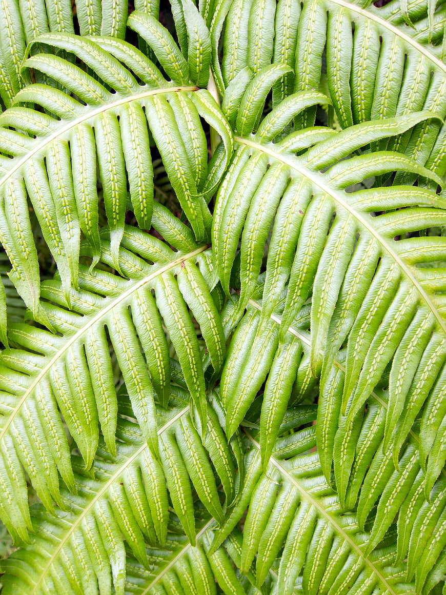 Close-up of vibrant green fern fronds with spore patterns