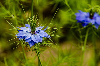 Close-up of a vibrant blue Nigella flower in a garden