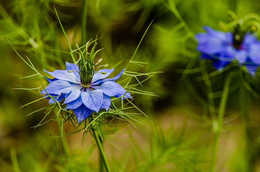 Close-up of a vibrant blue Nigella flower in a garden