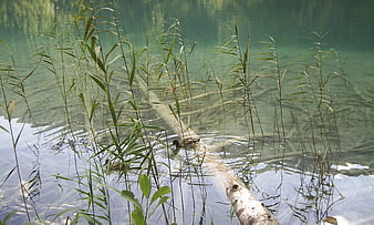 Ducks swimming in clear lake water with reeds