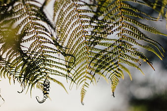 Backlit Fern Fronds with Fiddleheads Against Soft Background