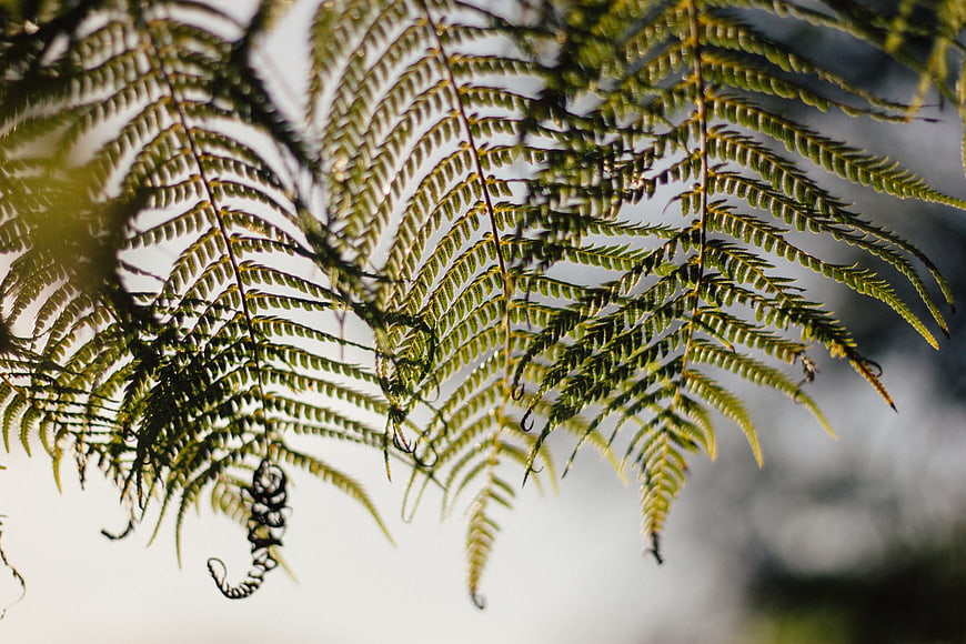 Backlit Fern Fronds with Fiddleheads Against Soft Background