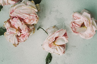 Vintage Pink Roses on Textured Mint Background