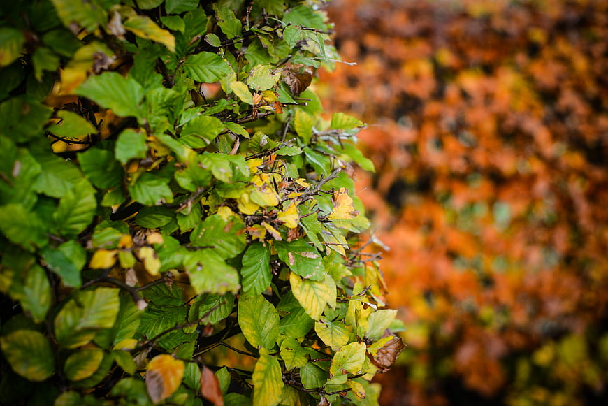 Green and yellow autumn leaves with blurred orange background