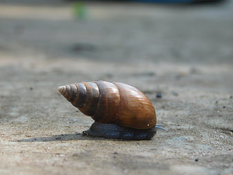 Close-up of a brown snail on a concrete surface
