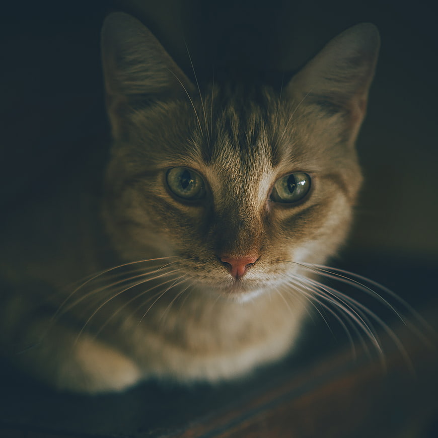 Close-up portrait of a tabby cat with green eyes