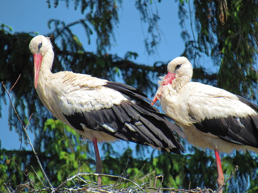 Two White Storks Perched in Nest on Tree Branches