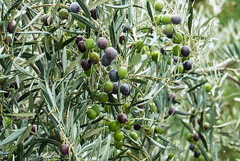 Close-up of ripening green and purple olives on tree branches