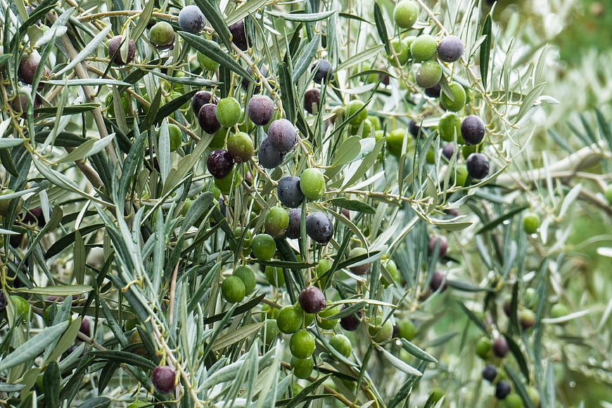 Close-up of ripening green and purple olives on tree branches