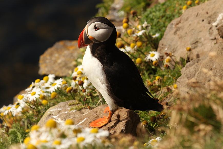Atlantic Puffin Standing on Rocky Cliff with Daisies