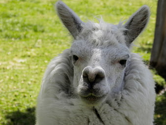 Close-up portrait of a white alpaca in a green field