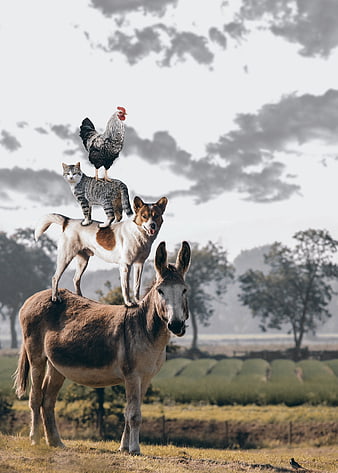 Stacked animals: donkey, dog, cat, and rooster in a field