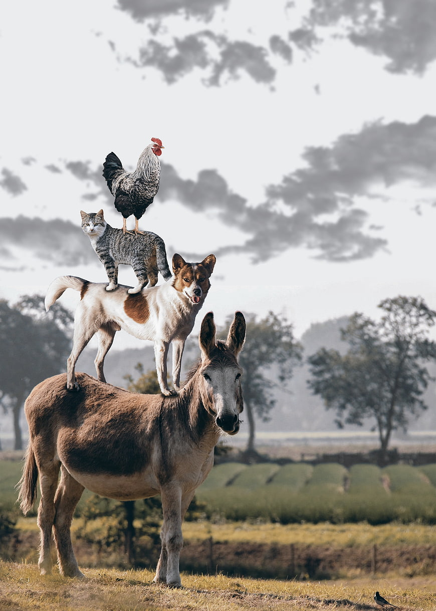 Stacked animals: donkey, dog, cat, and rooster in a field