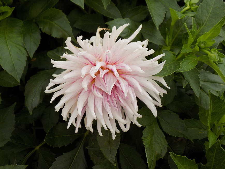 White and Pink Dahlia Flower Close-Up