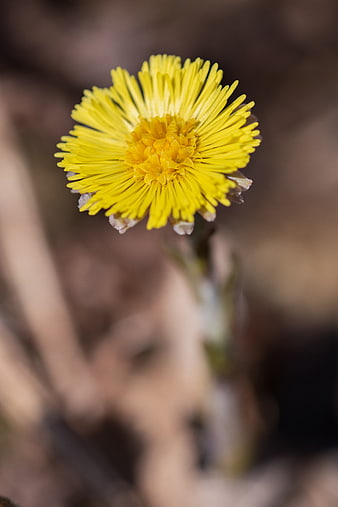 Close-up of a vibrant yellow coltsfoot flower in spring