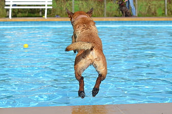 Belgian Malinois Dog Jumping Into Outdoor Swimming Pool
