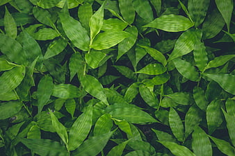 Top View of Lush Green Leaves Pattern Background