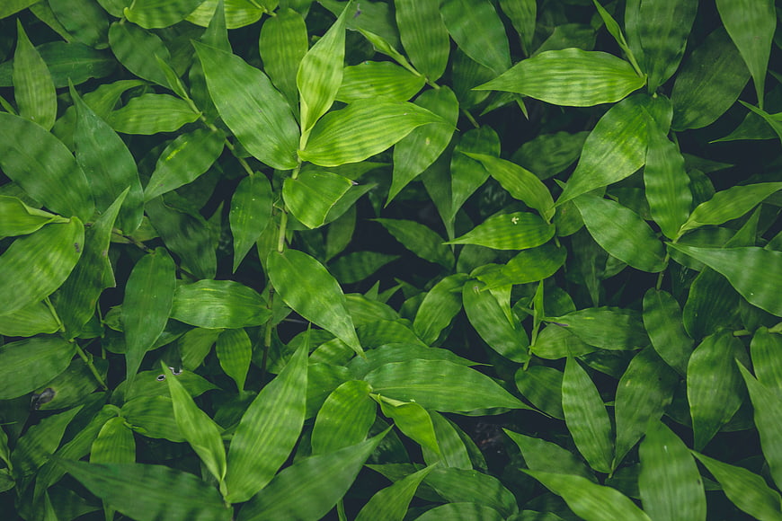 Top View of Lush Green Leaves Pattern Background