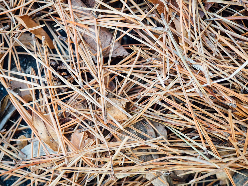Close-up of Dry Pine Needles and Leaves on Ground