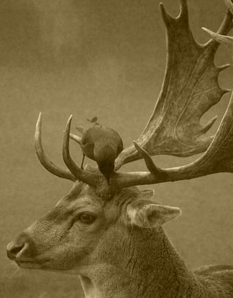 Sepia Portrait of Stag with Bird on Antlers