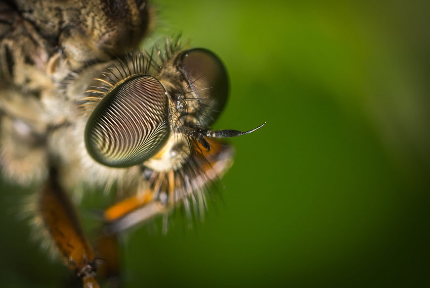 Macro Close-Up of Robber Fly Eye on Green Background