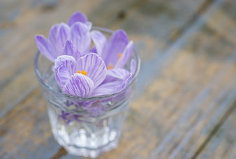 Purple Crocus Flowers in Glass on Wooden Background