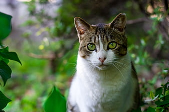 Close-up portrait of a white and tabby cat with green eyes in nature